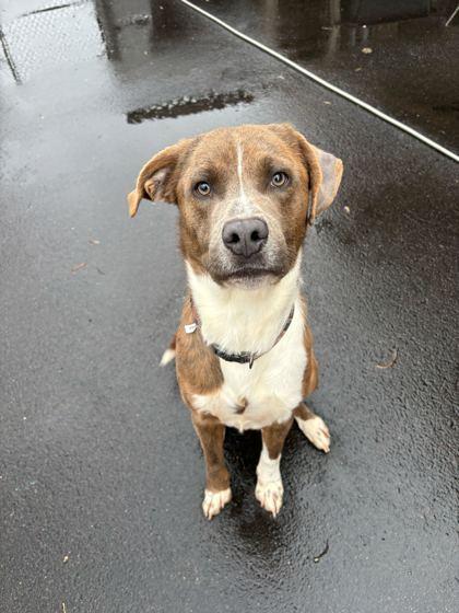 Pudding, Adoptable, Adult Male Mixed Breed & Mixed Breed.