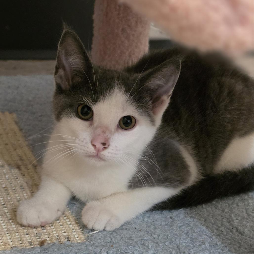 Carlotta, Adoptable, Kitten Female Domestic Short Hair.