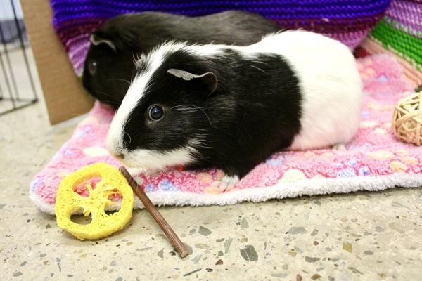 Lenny, Adoptable, Adult Male Guinea Pig.