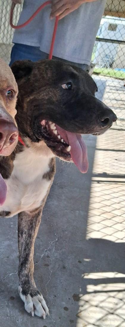 Enlarge Thor, a Adoptable mixed breed in Clinton, MO image 1/2