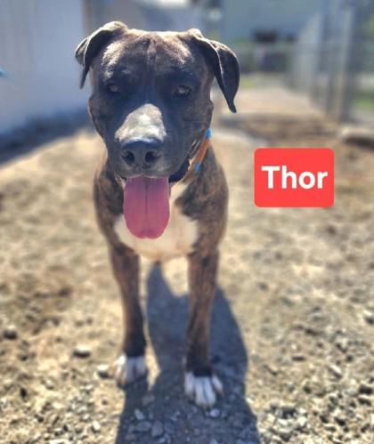 Enlarge Thor, a Adoptable mixed breed in Clinton, MO image 2/2