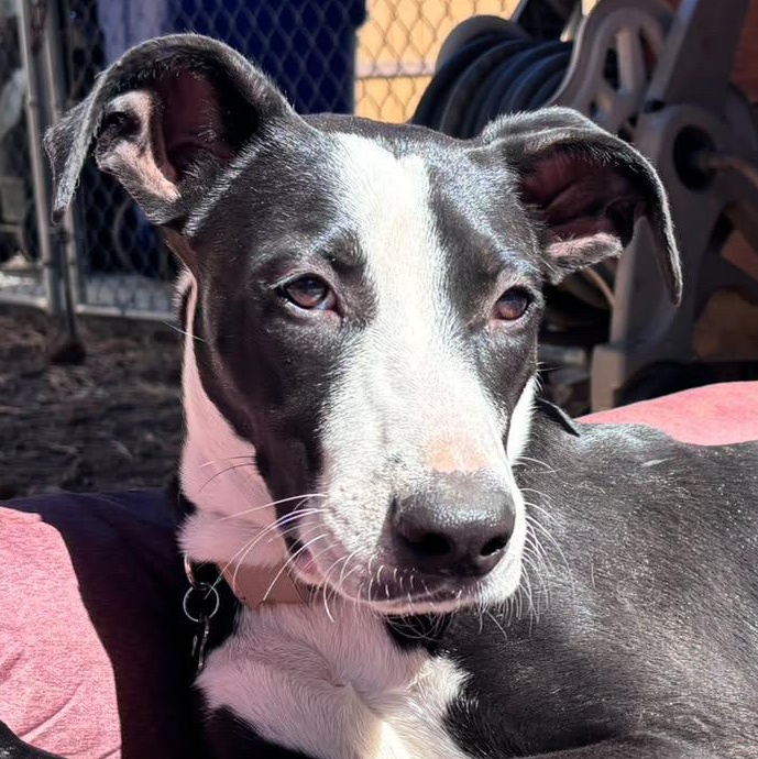 Enlarge Clark, a Adoptable mixed breed in Carlsbad, CA image 3/5
