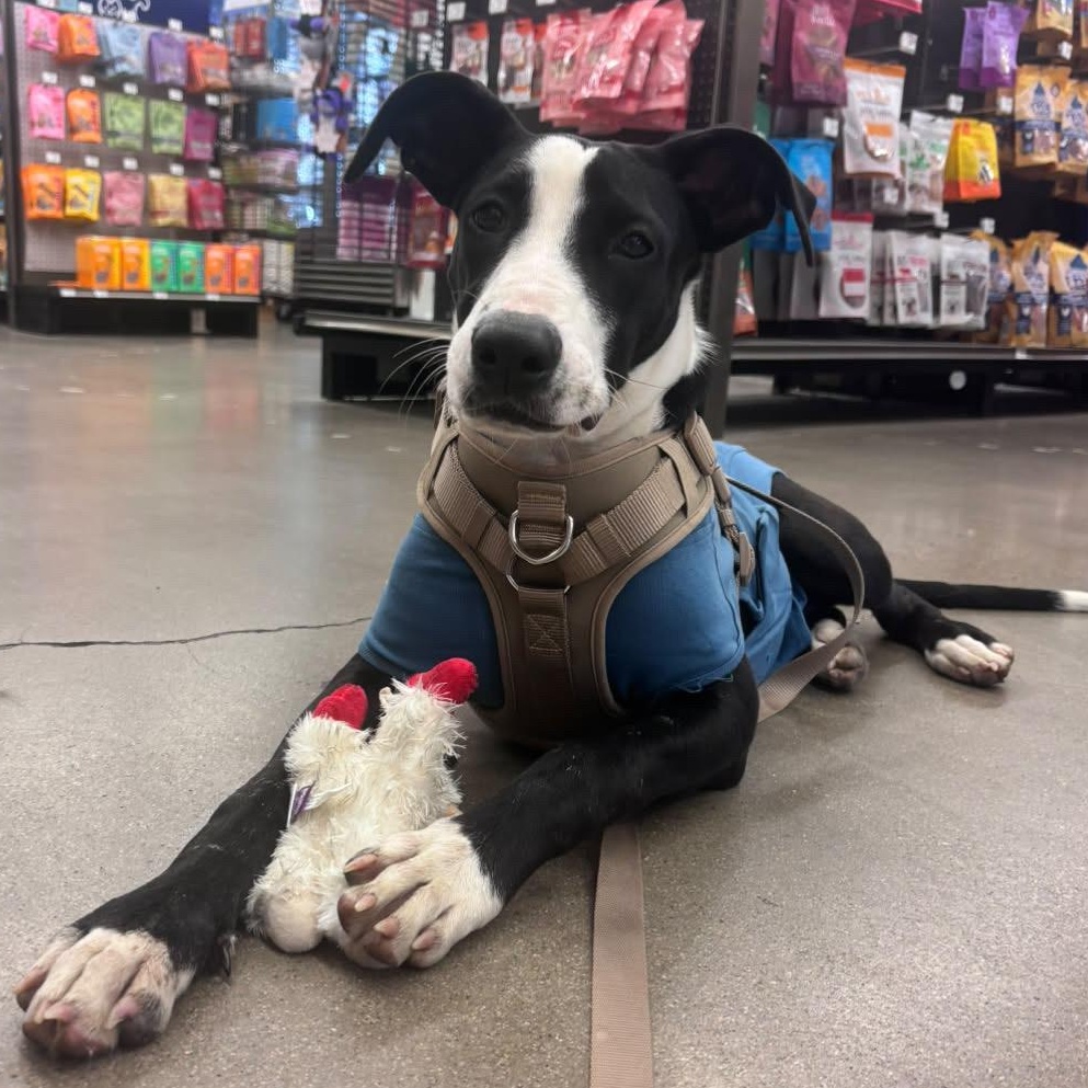 Enlarge Clark, a Adoptable mixed breed in Carlsbad, CA image 2/5