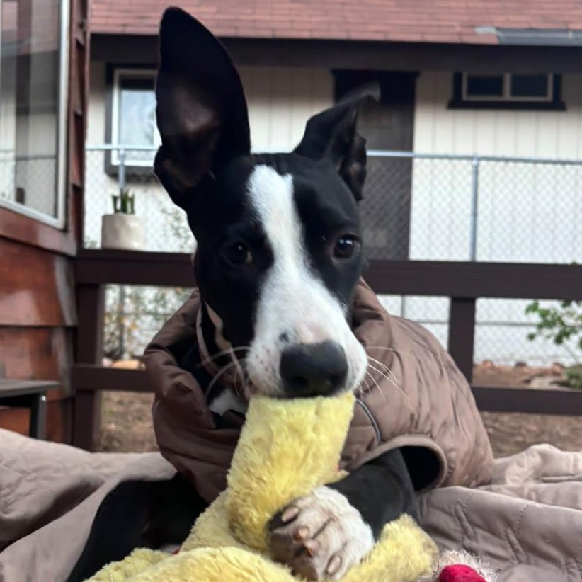 Enlarge Clark, a Adoptable mixed breed in Carlsbad, CA image 1/5