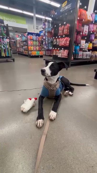 Enlarge Clark, a Adoptable mixed breed in Carlsbad, CA video 5/5