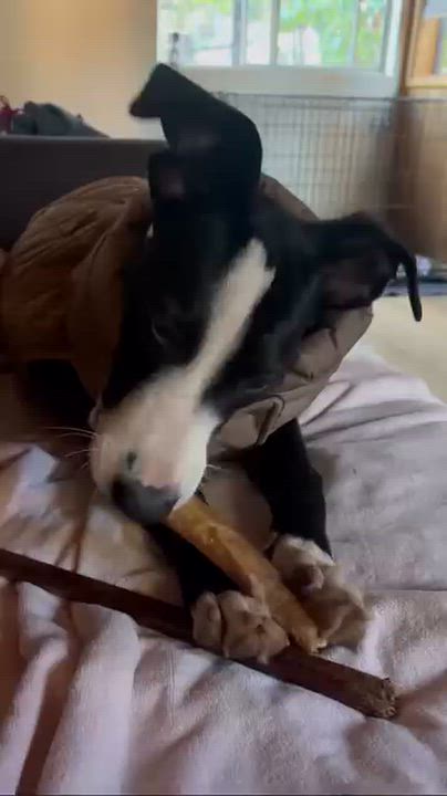 Enlarge Clark, a Adoptable mixed breed in Carlsbad, CA video 4/5