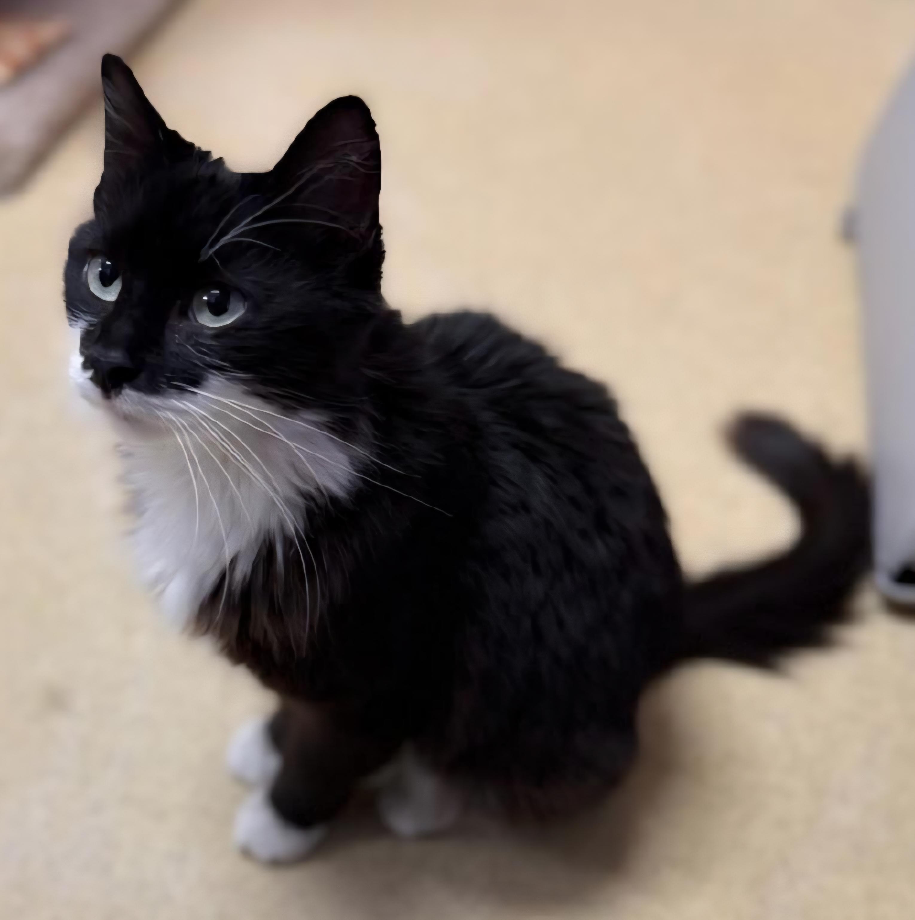 Enlarge Moira Rose, a ADOPTABLE Domestic Medium Hair in Reynoldsburg, OH image 4/4