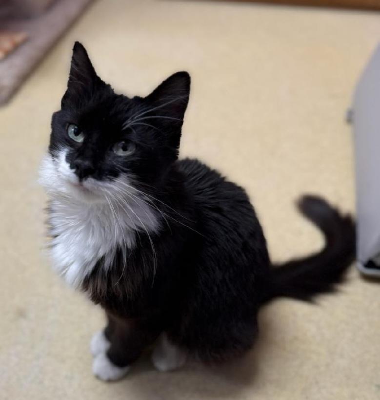 Enlarge Moira Rose, a ADOPTABLE Domestic Medium Hair in Reynoldsburg, OH image 3/4