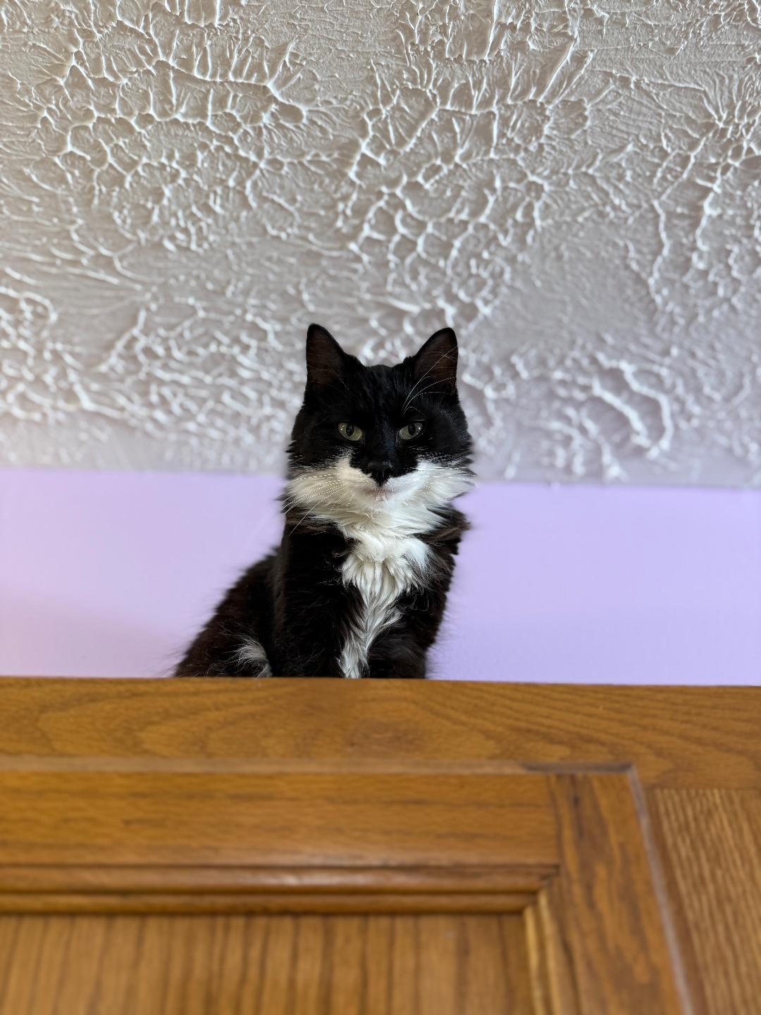 Enlarge Moira Rose, a ADOPTABLE Domestic Medium Hair in Reynoldsburg, OH image 1/4