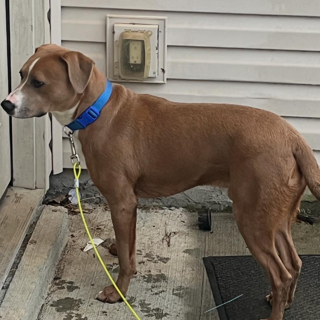 Porter, Adoptable, Young Male Mixed Breed.