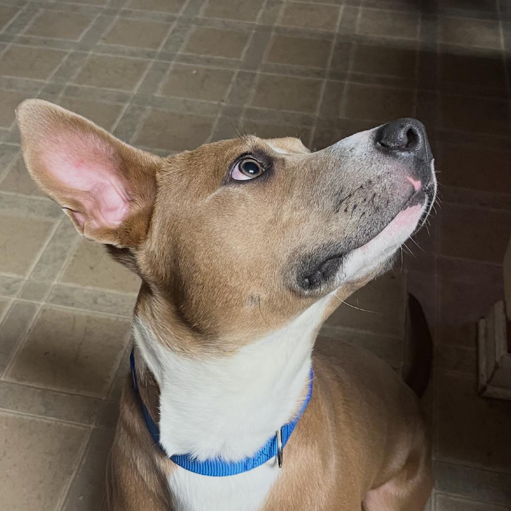 Enlarge Porter, a Adoptable Mixed Breed in Prospect, KY image 2/3