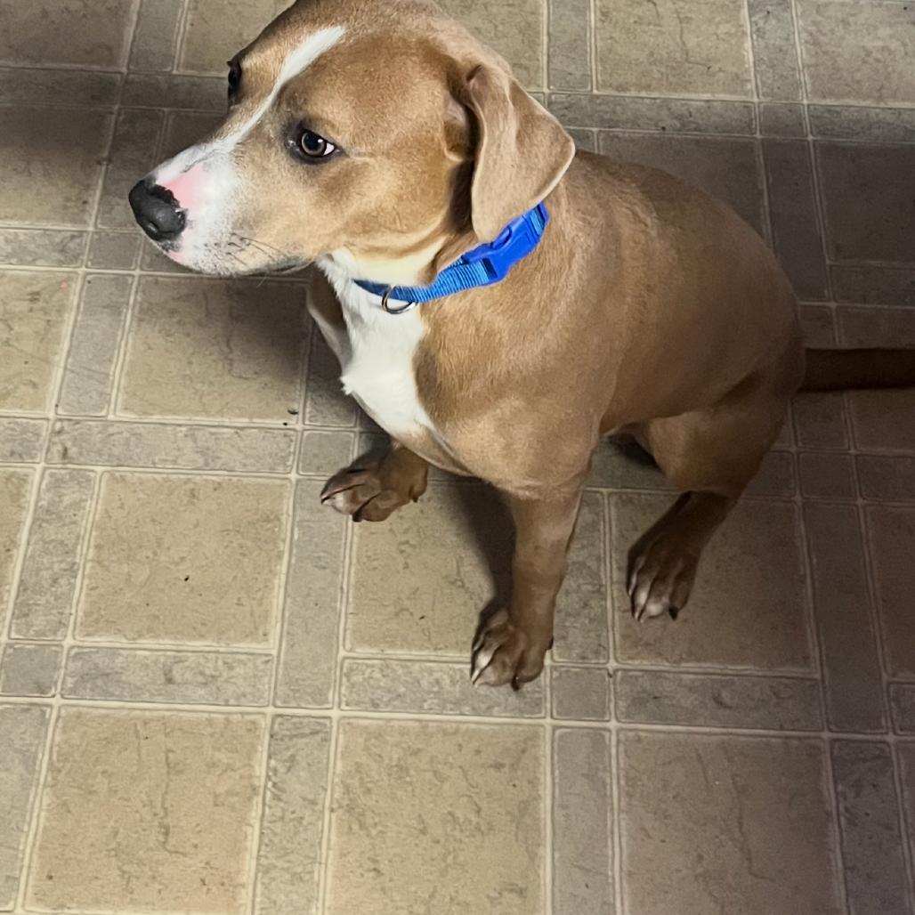 Enlarge Porter, a Adoptable Mixed Breed in Prospect, KY image 3/3