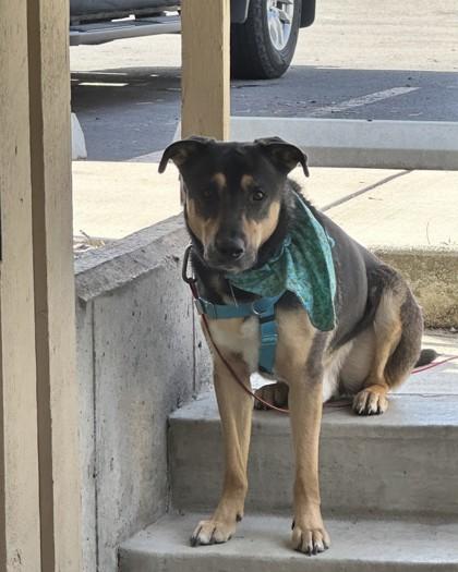 Aries, ADOPTABLE, Young Male Mixed Breed.