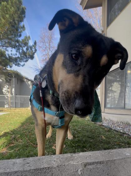 Enlarge Aries, a ADOPTABLE Mixed Breed in Missoula, MT image 2/2