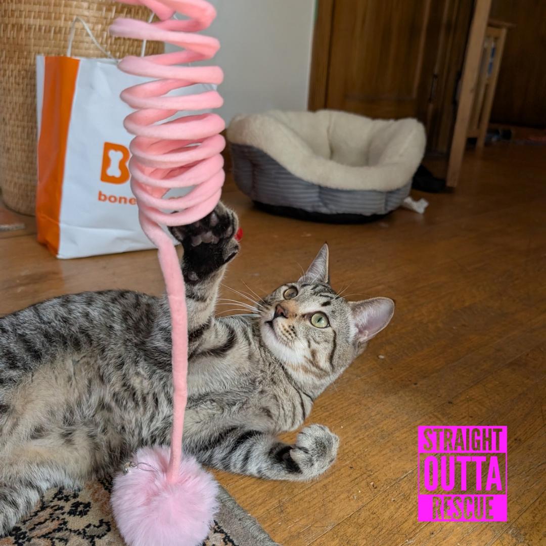 Enlarge Mako, a ADOPTABLE Domestic Short Hair in Vancouver, BC image 4/4