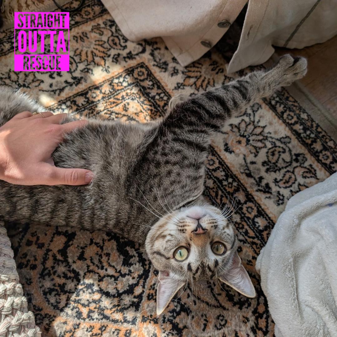 Enlarge Mako, a ADOPTABLE Domestic Short Hair in Vancouver, BC image 2/4