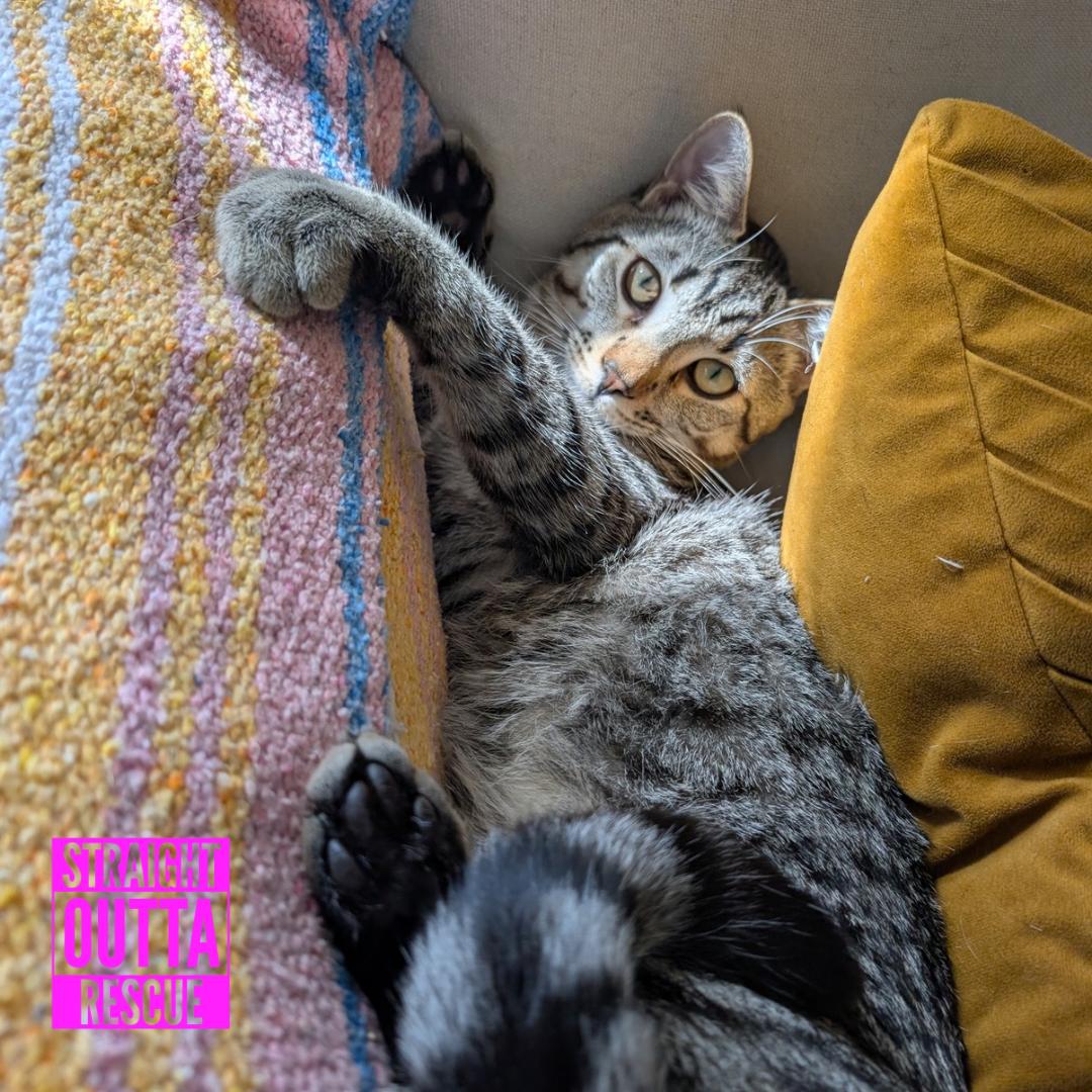 Enlarge Mako, a ADOPTABLE Domestic Short Hair in Vancouver, BC image 1/4
