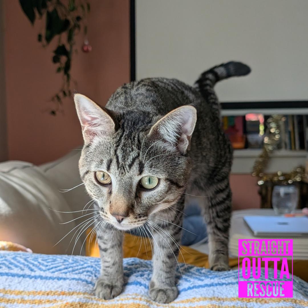Enlarge Mako, a ADOPTABLE Domestic Short Hair in Vancouver, BC image 3/4