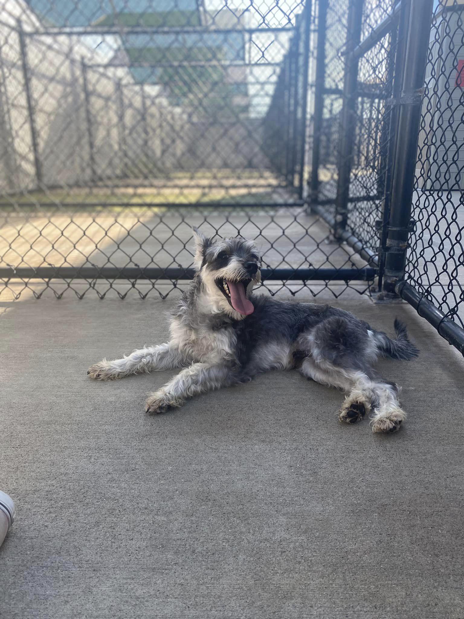 Enlarge Gaston, a Adopted Standard Schnauzer in Houston, TX image 1/4