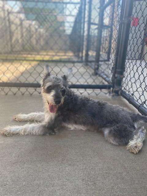 Enlarge Gaston, a Adopted Standard Schnauzer in Houston, TX image 2/4