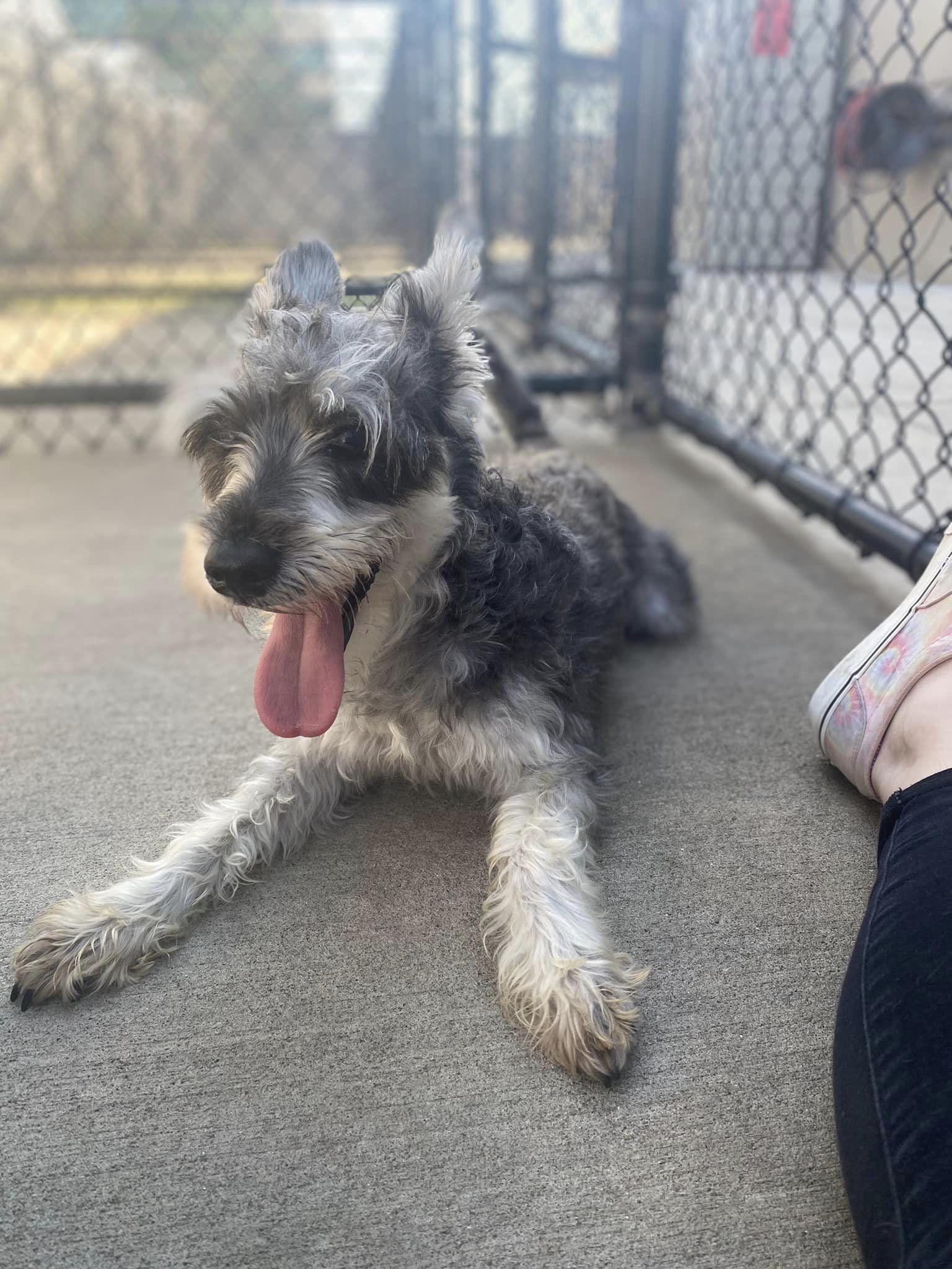 Enlarge Gaston, a Adopted Standard Schnauzer in Houston, TX image 3/4
