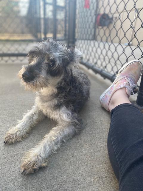 Gaston, Adopted, Adult Male Standard Schnauzer.