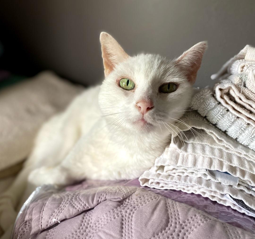 Snow, Adoptable, Senior Female Domestic Short Hair.