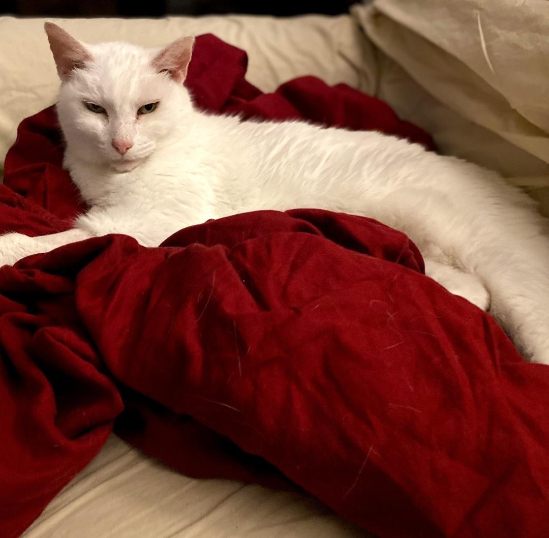 Snow, a Adoptable Domestic Short Hair in Raeford, NC image 2/4