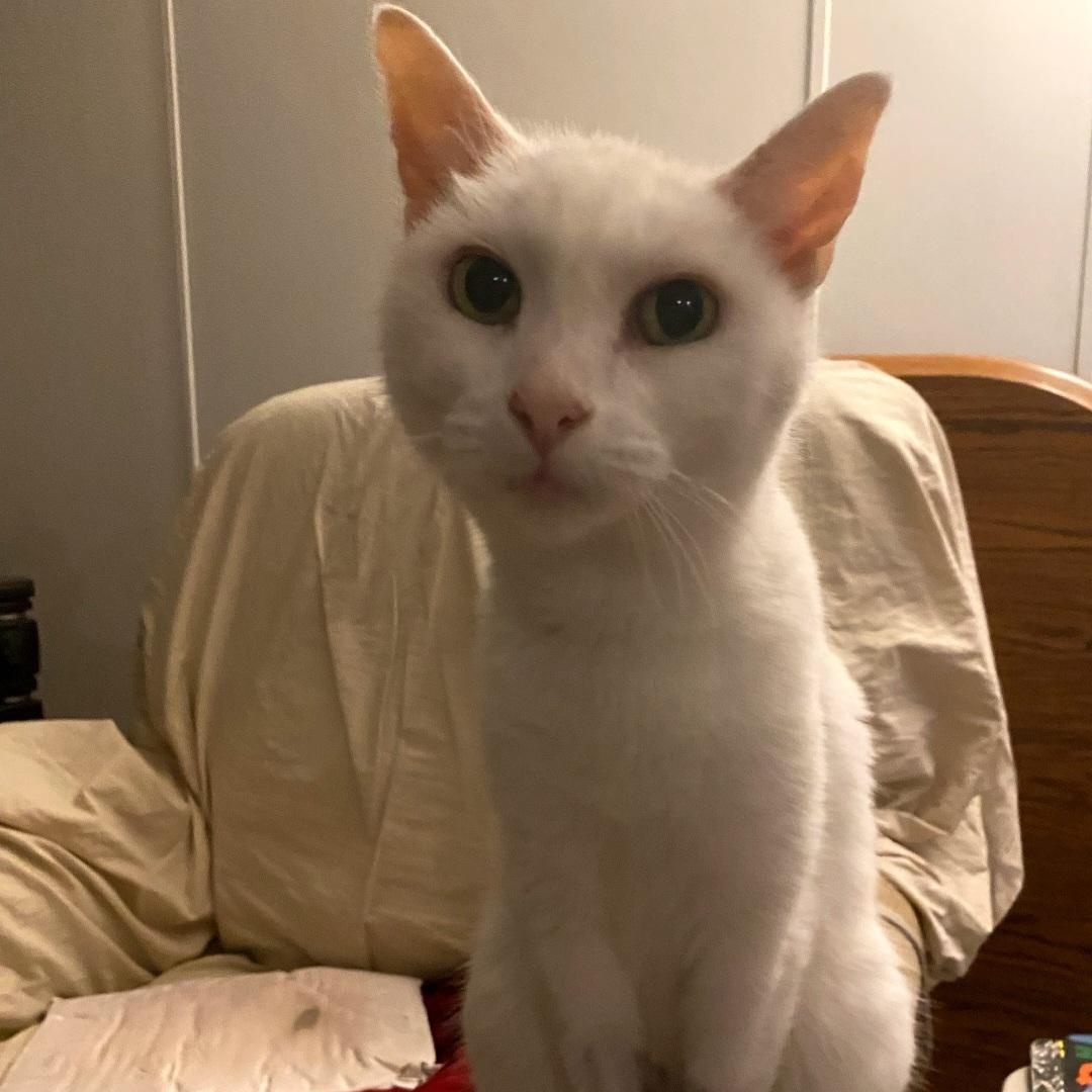 Snow, a Adoptable Domestic Short Hair in Raeford, NC image 3/4