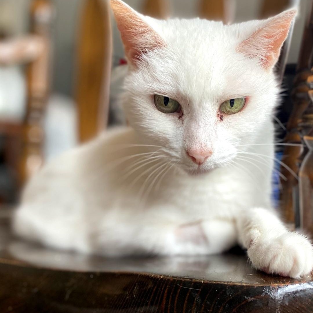 Snow, a Adoptable Domestic Short Hair in Raeford, NC image 4/4