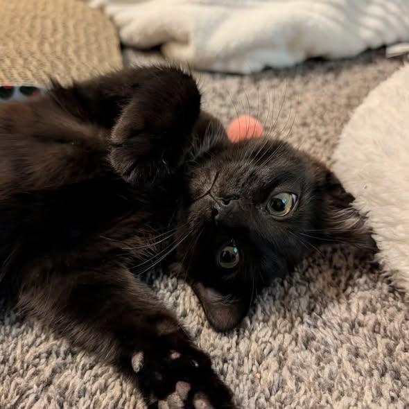Enlarge Chuckie, a Adoptable Domestic Short Hair in Westland, MI image 1/4