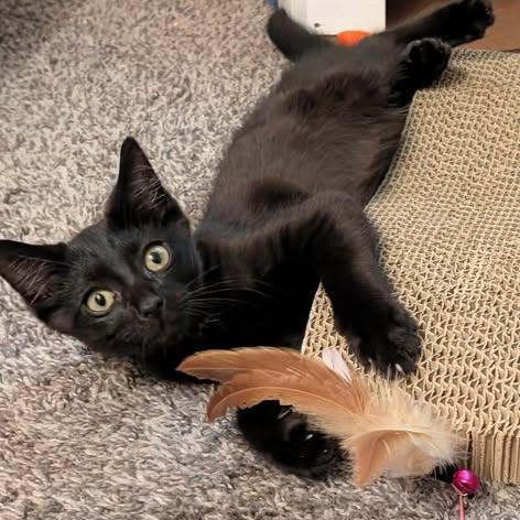 Enlarge Chuckie, a Adoptable Domestic Short Hair in Westland, MI image 3/4
