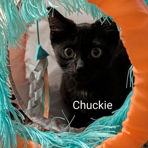 Enlarge Chuckie, a Adoptable Domestic Short Hair in Westland, MI image 2/4