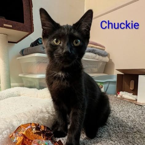 Enlarge Chuckie, a Adoptable Domestic Short Hair in Westland, MI image 4/4