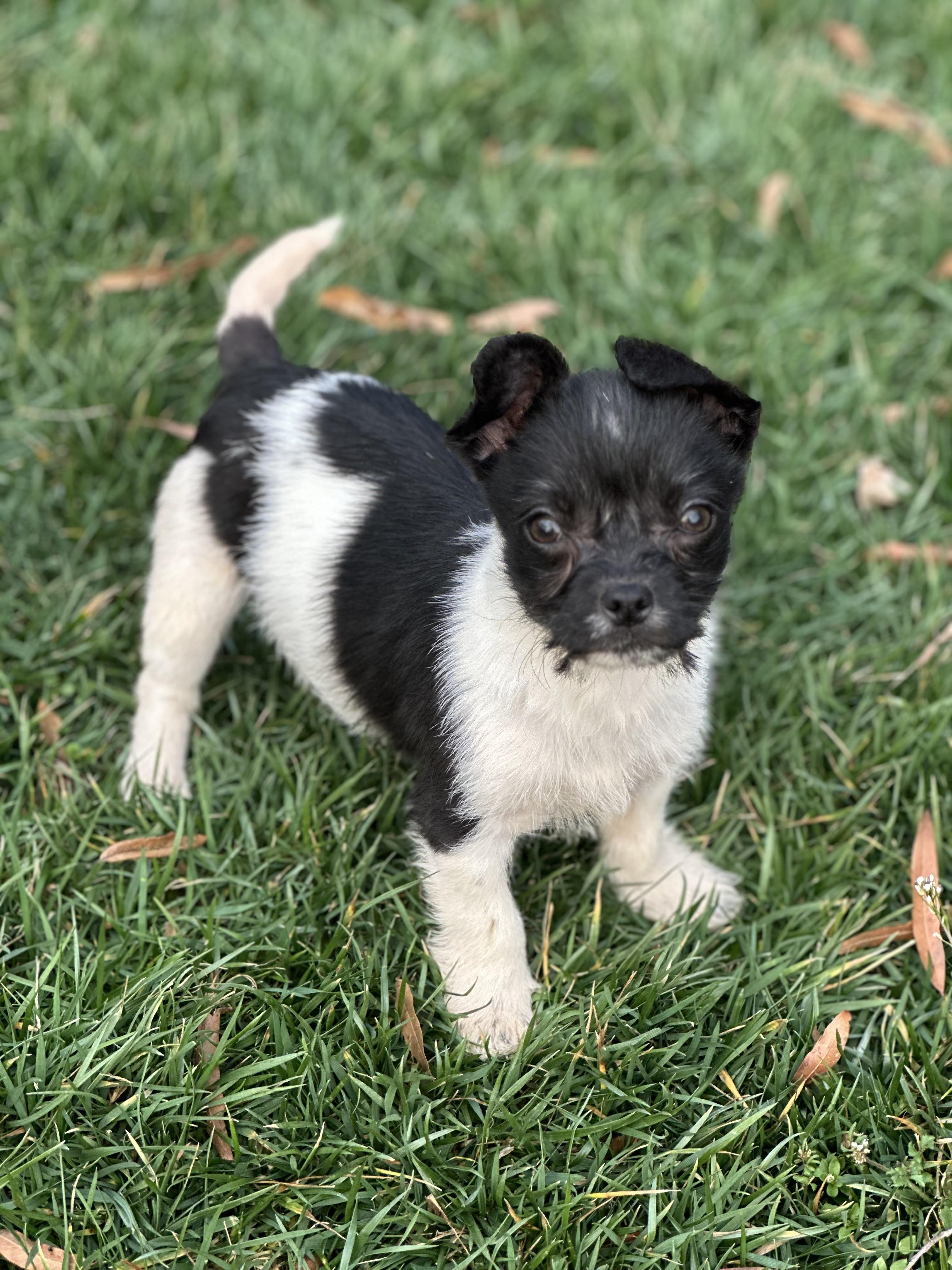 Rizzo, ADOPTABLE, Puppy Female Wirehaired Terrier & Chihuahua.