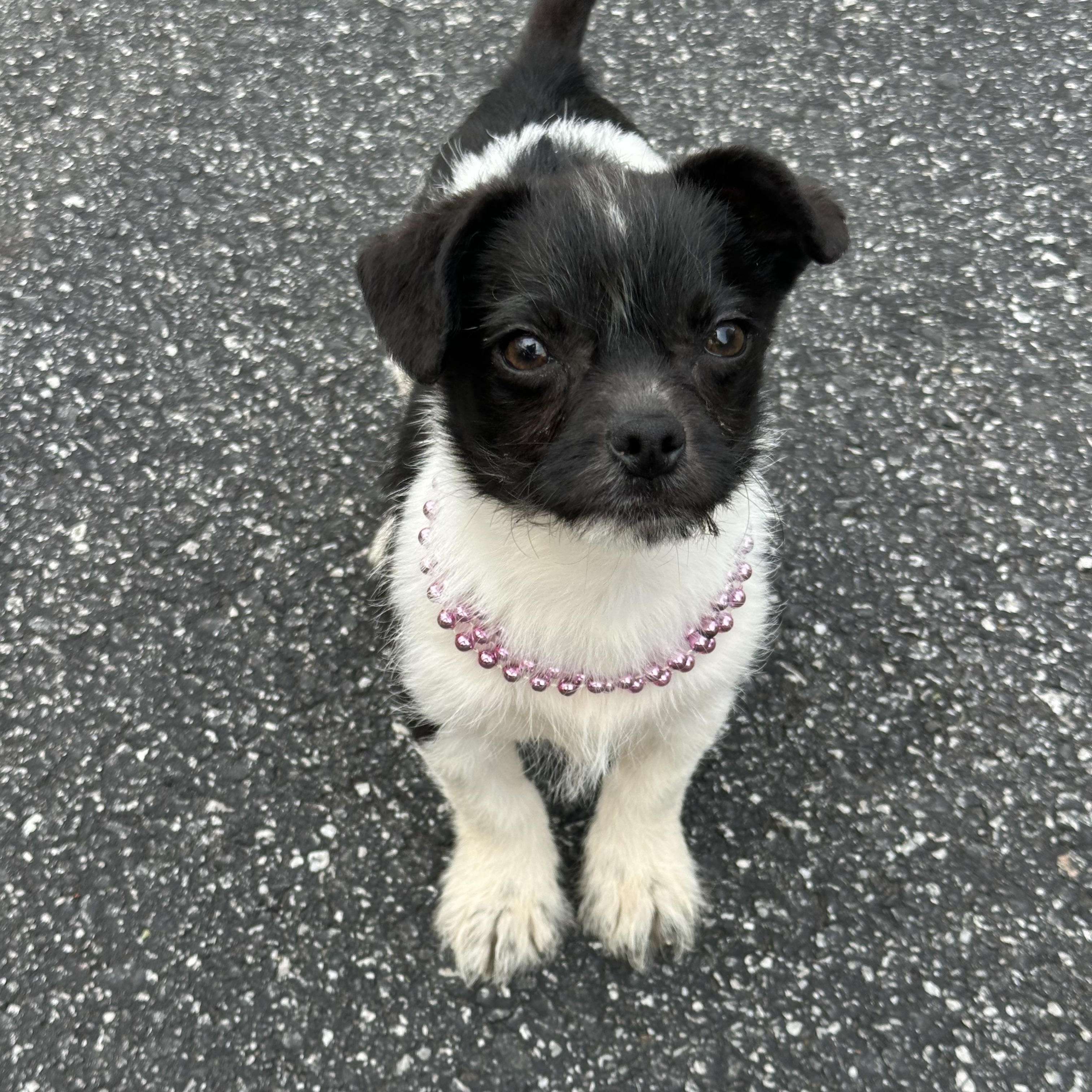 Enlarge Rizzo, an adoptable mixed breed in Maiden, NC image 3/3