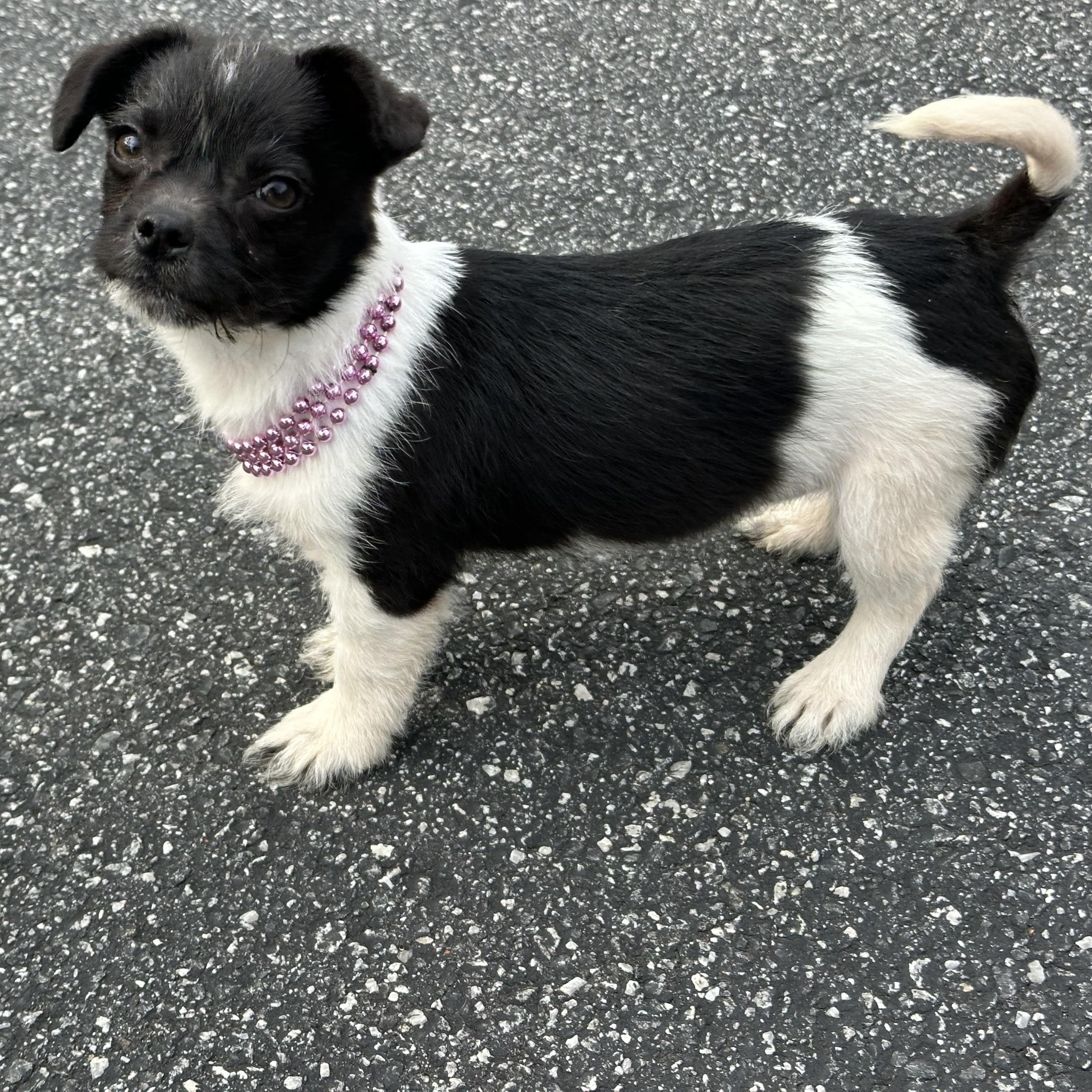 Enlarge Rizzo, an adoptable mixed breed in Maiden, NC image 1/3