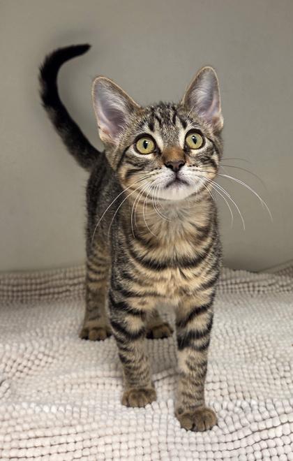 Crouton, Adoptable, Kitten Female Domestic Short Hair & Domestic Short Hair.