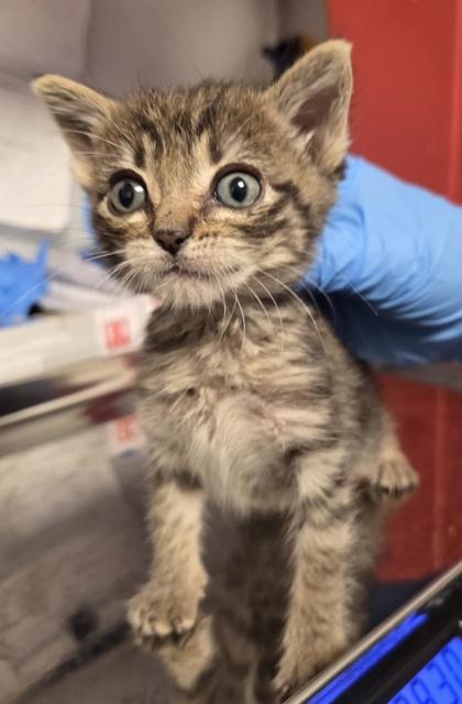 Enlarge Crouton, a Adoptable mixed breed in Fresno, CA image 2/3