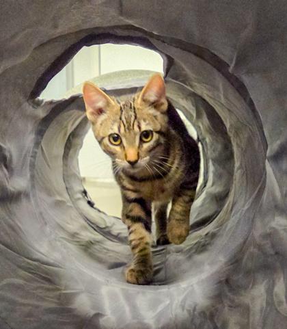 Enlarge Crouton, a Adoptable mixed breed in Fresno, CA image 3/3