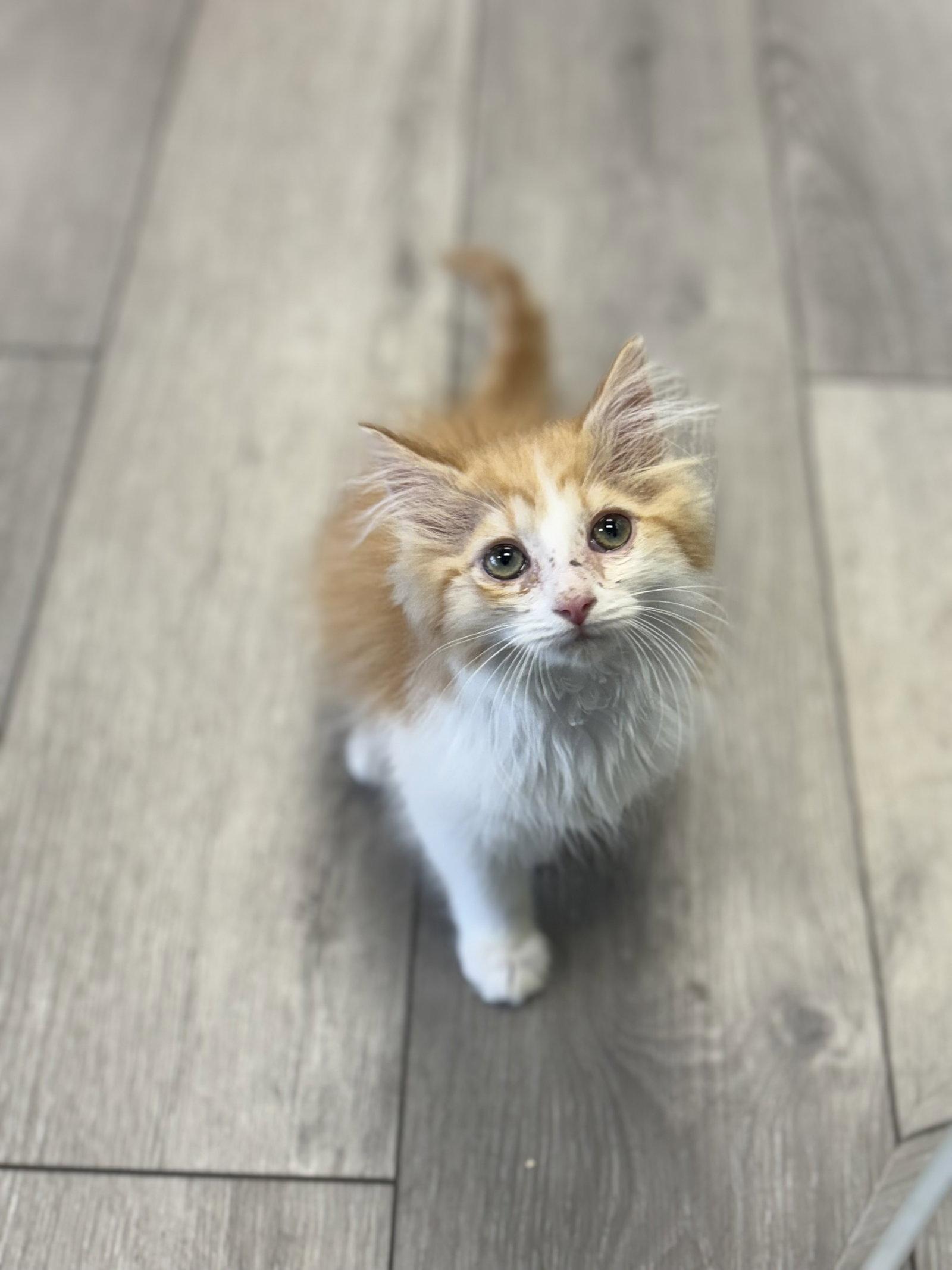Simeon, Adopted, Kitten Male Domestic Long Hair & Domestic Short Hair.