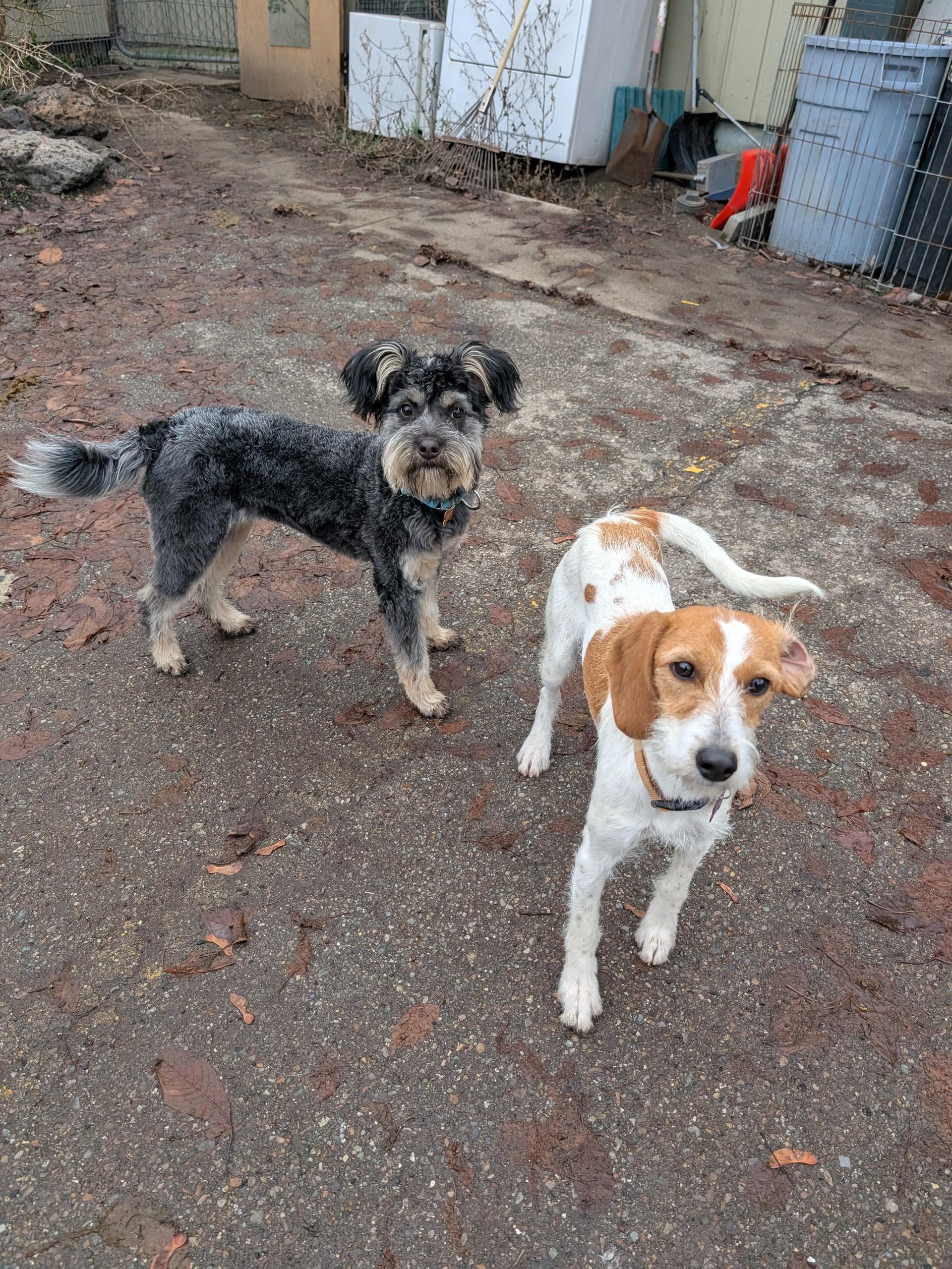 Bugsy, ADOPTABLE, Young Female Australian Cattle Dog / Blue Heeler & Miniature Poodle.