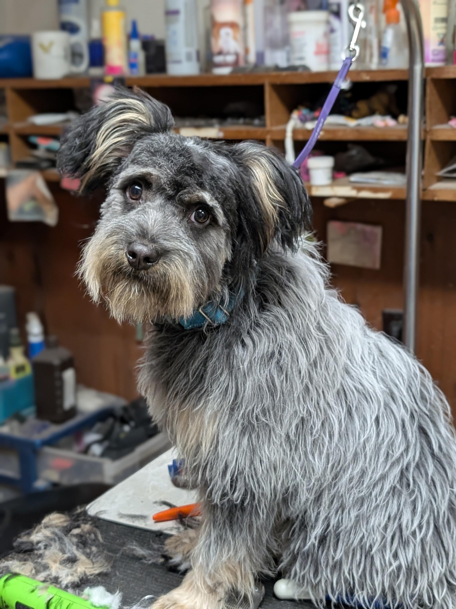 Bugsy, a ADOPTABLE mixed breed image 2/6