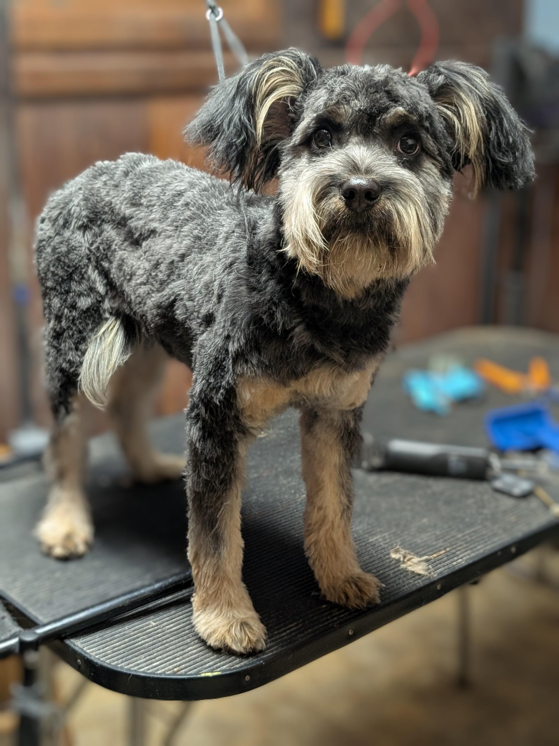 Bugsy, a ADOPTABLE mixed breed image 3/6