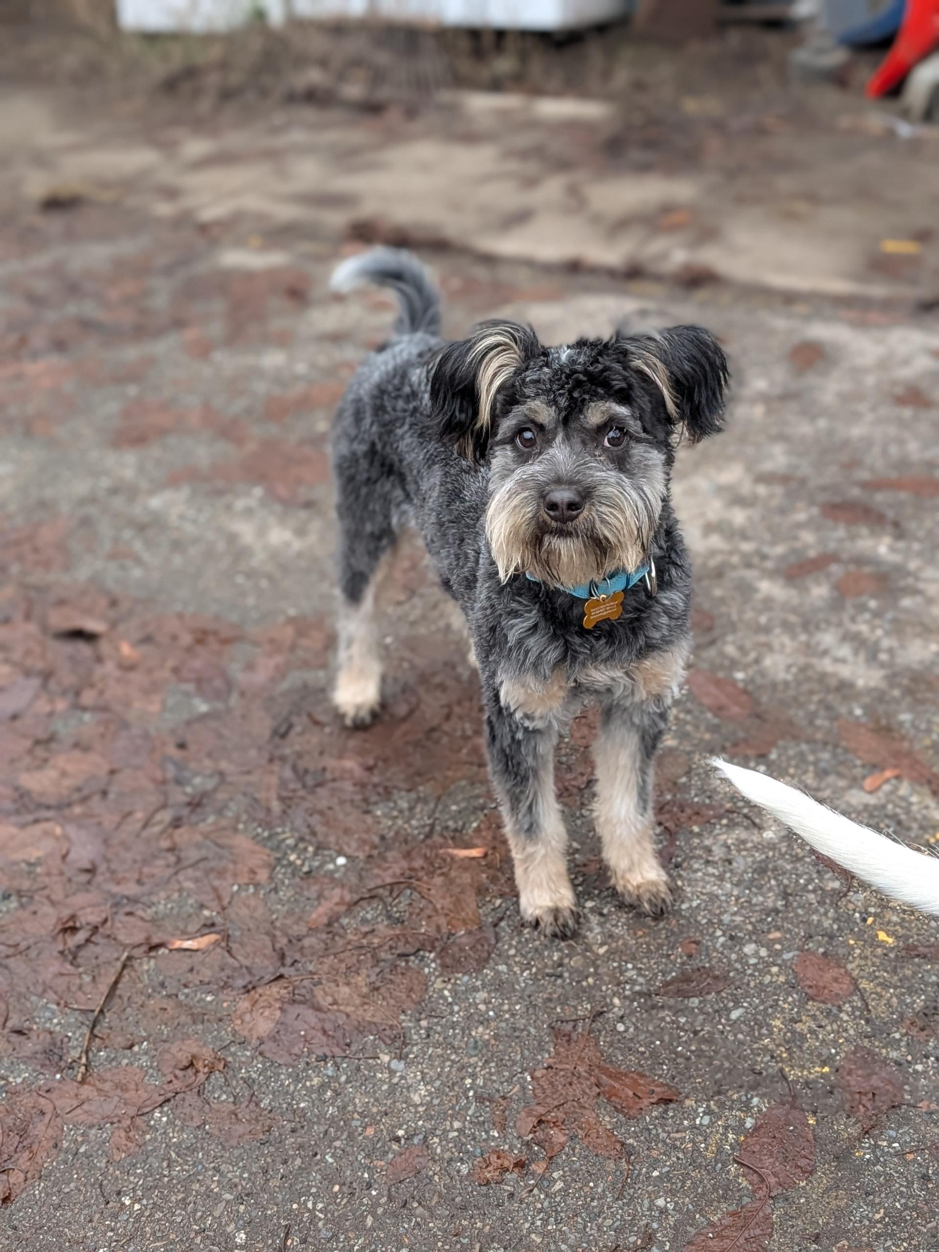 Bugsy, a ADOPTABLE mixed breed image 4/6