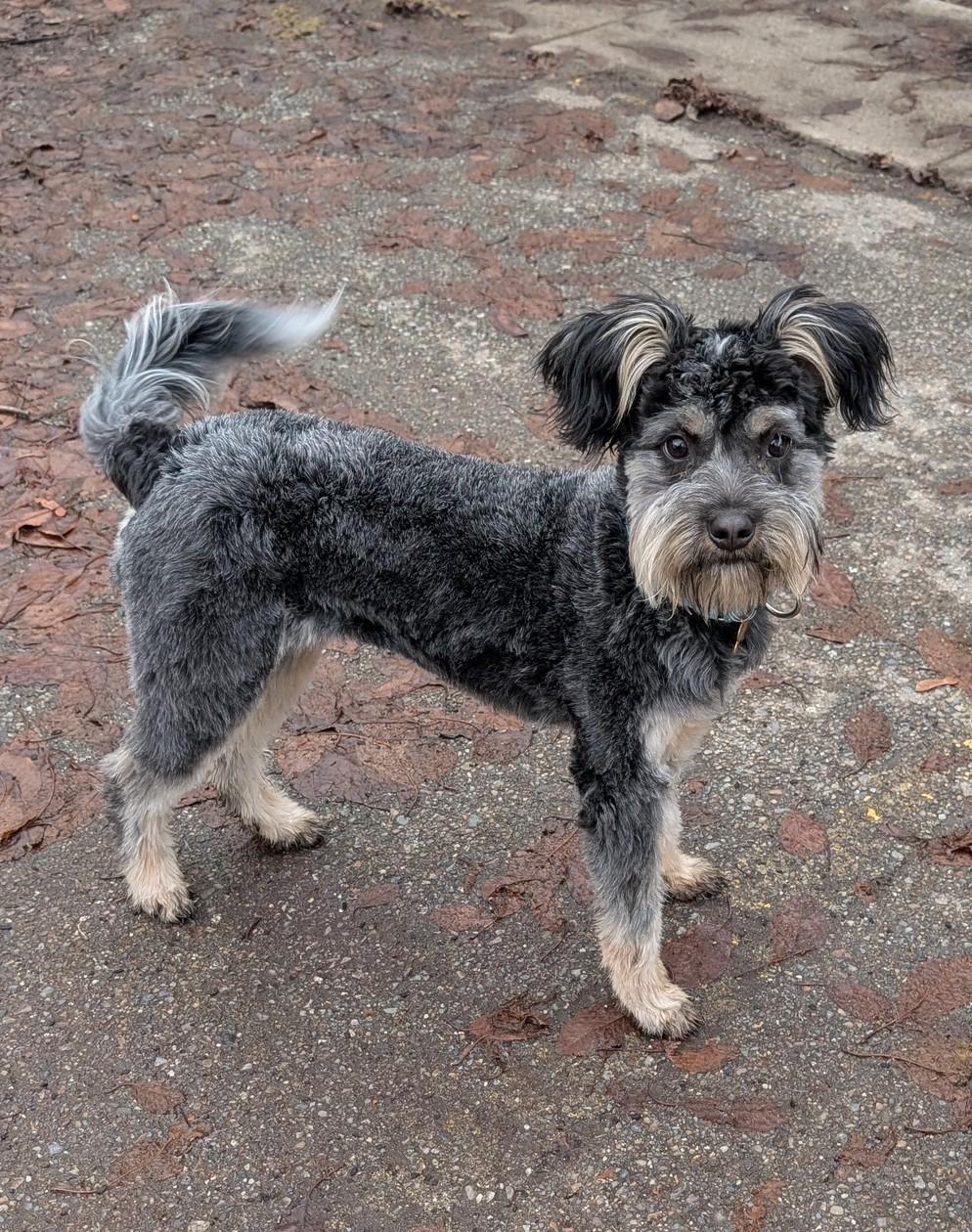 Bugsy, a ADOPTABLE mixed breed image 5/6