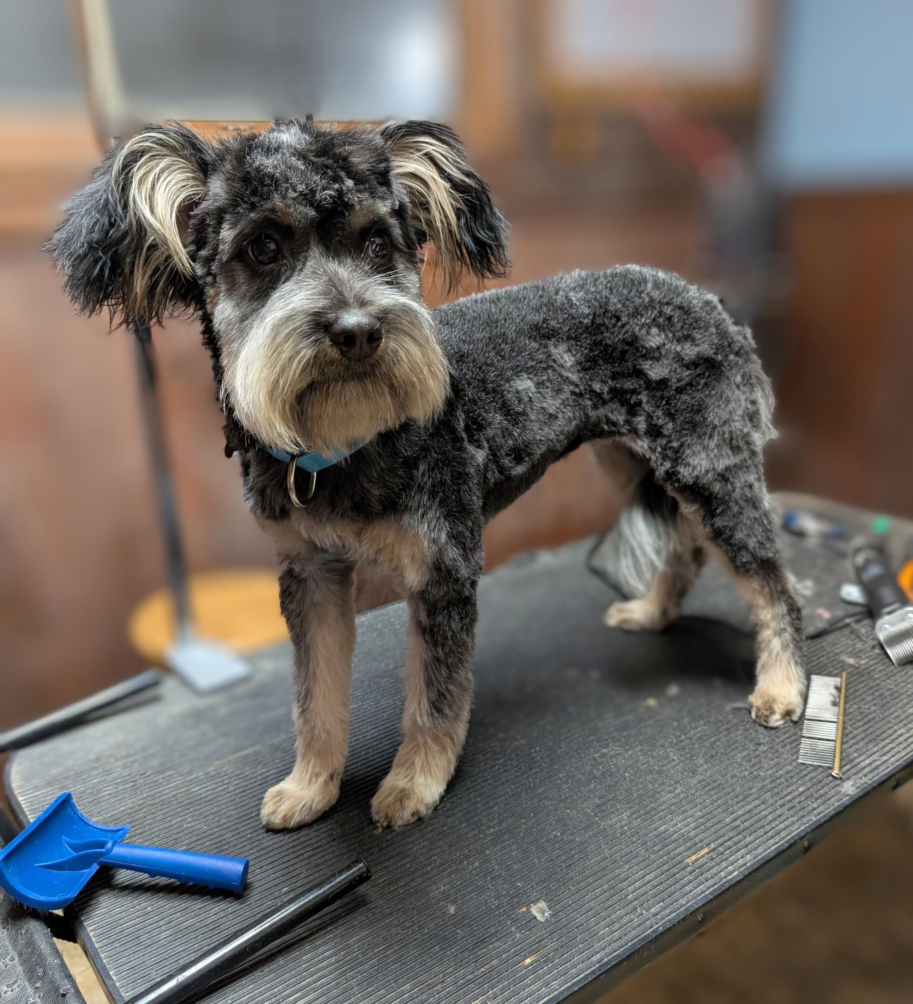 Bugsy, a ADOPTABLE mixed breed image 6/6