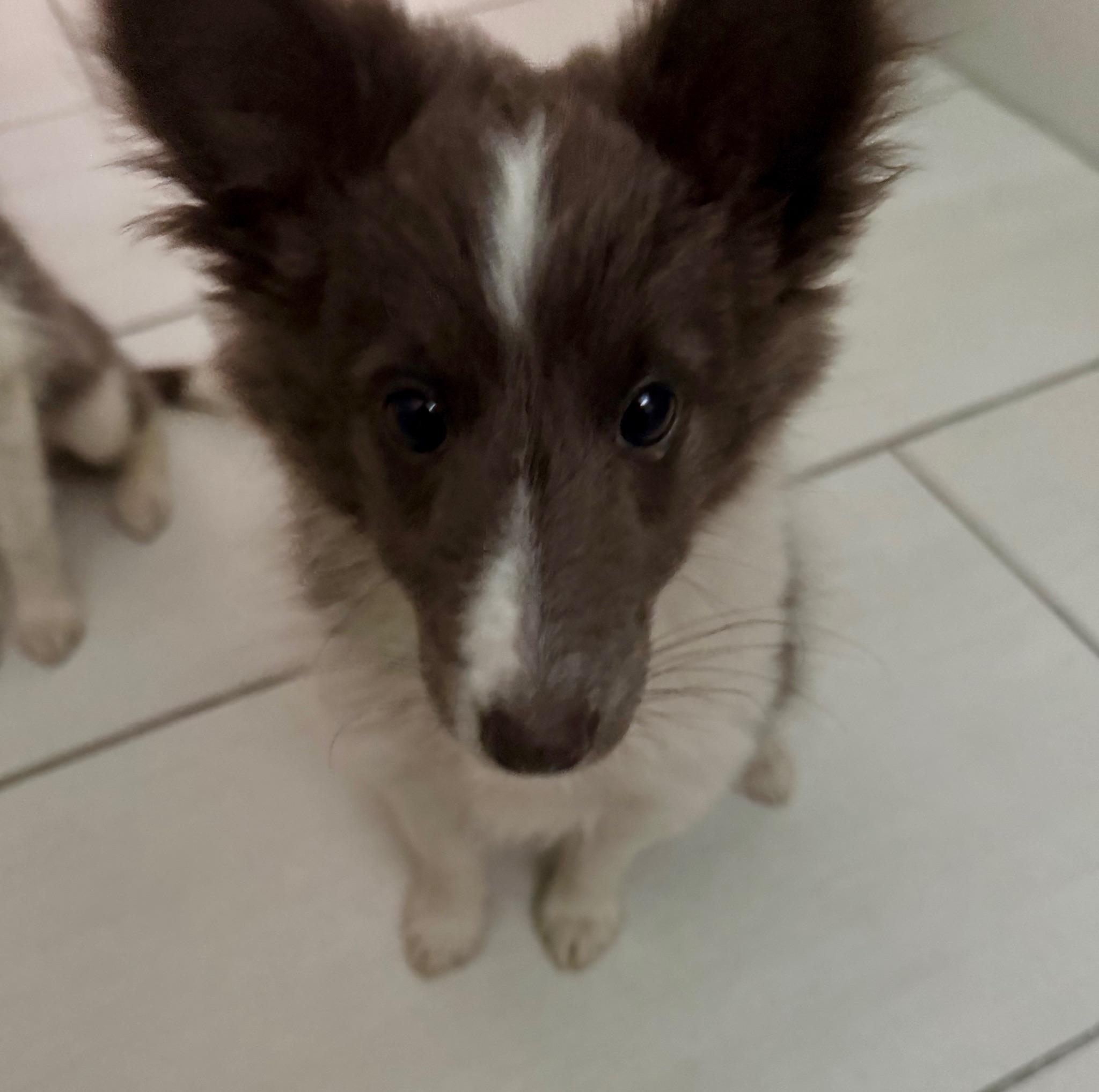 Enlarge Tallulah, an adopted Shetland Sheepdog / Sheltie in Newport Beach, CA image 3/3