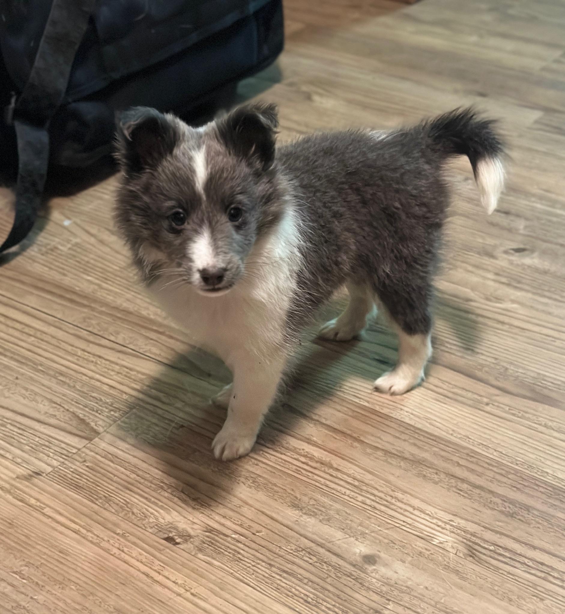 Enlarge Tallulah, an adopted Shetland Sheepdog / Sheltie in Newport Beach, CA image 1/3