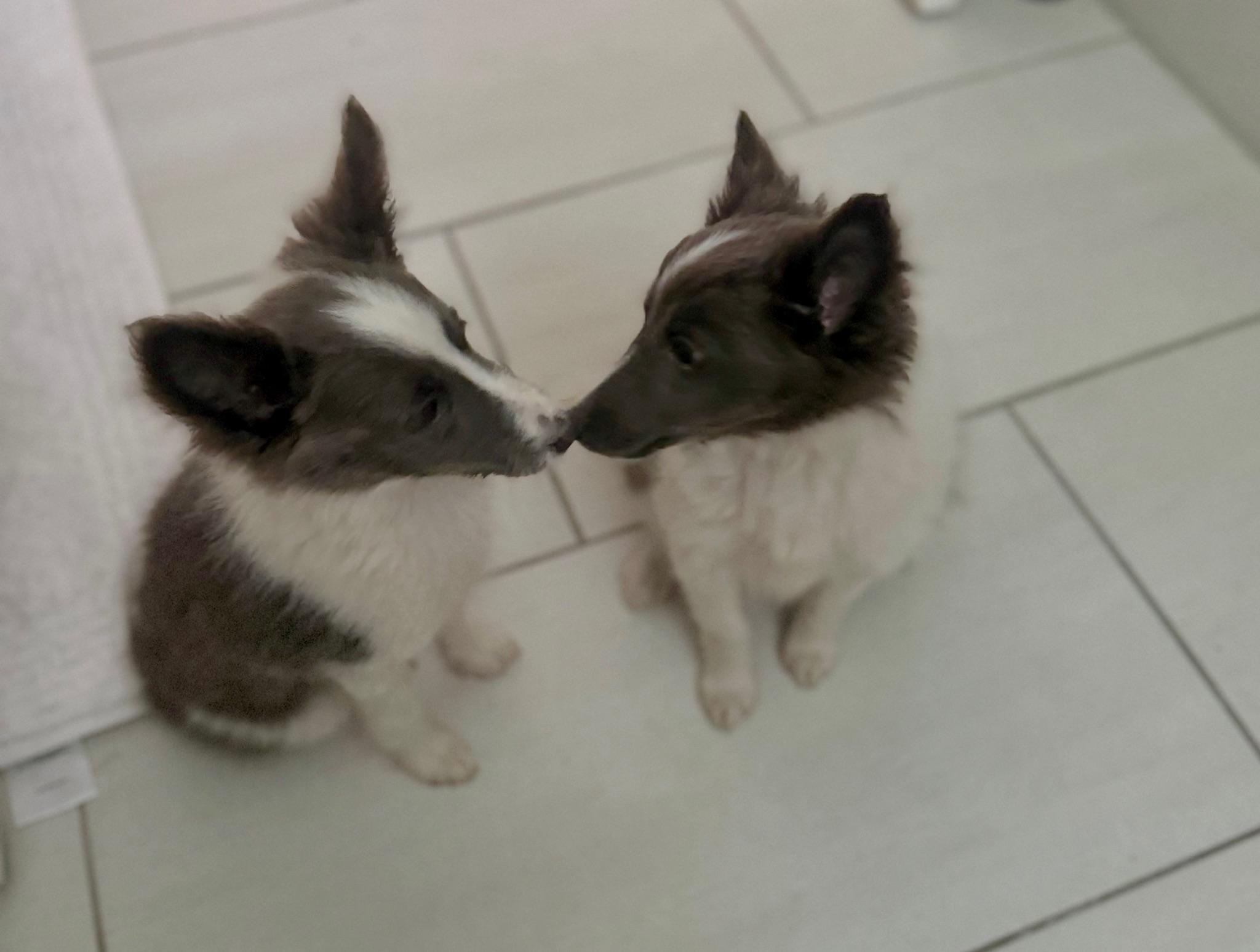 Enlarge Tallulah, an adopted Shetland Sheepdog / Sheltie in Newport Beach, CA image 2/3